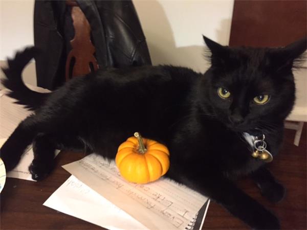 black cat pumkin Halloween